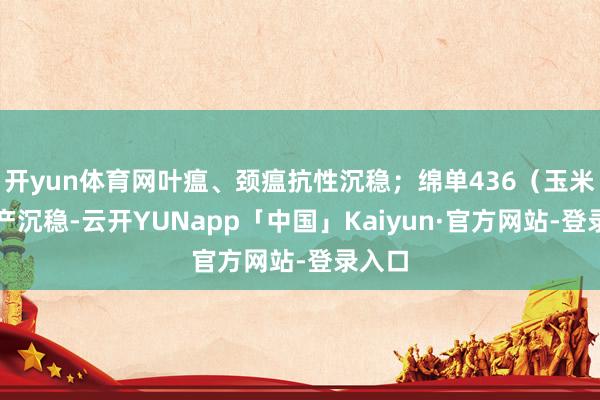 开yun体育网叶瘟、颈瘟抗性沉稳；绵单436（玉米）高产沉稳-云开YUNapp「中国」Kaiyun·官方网站-登录入口